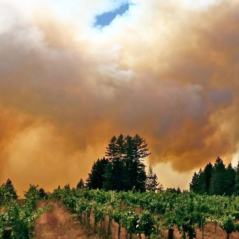 Smoke tainted crop claim